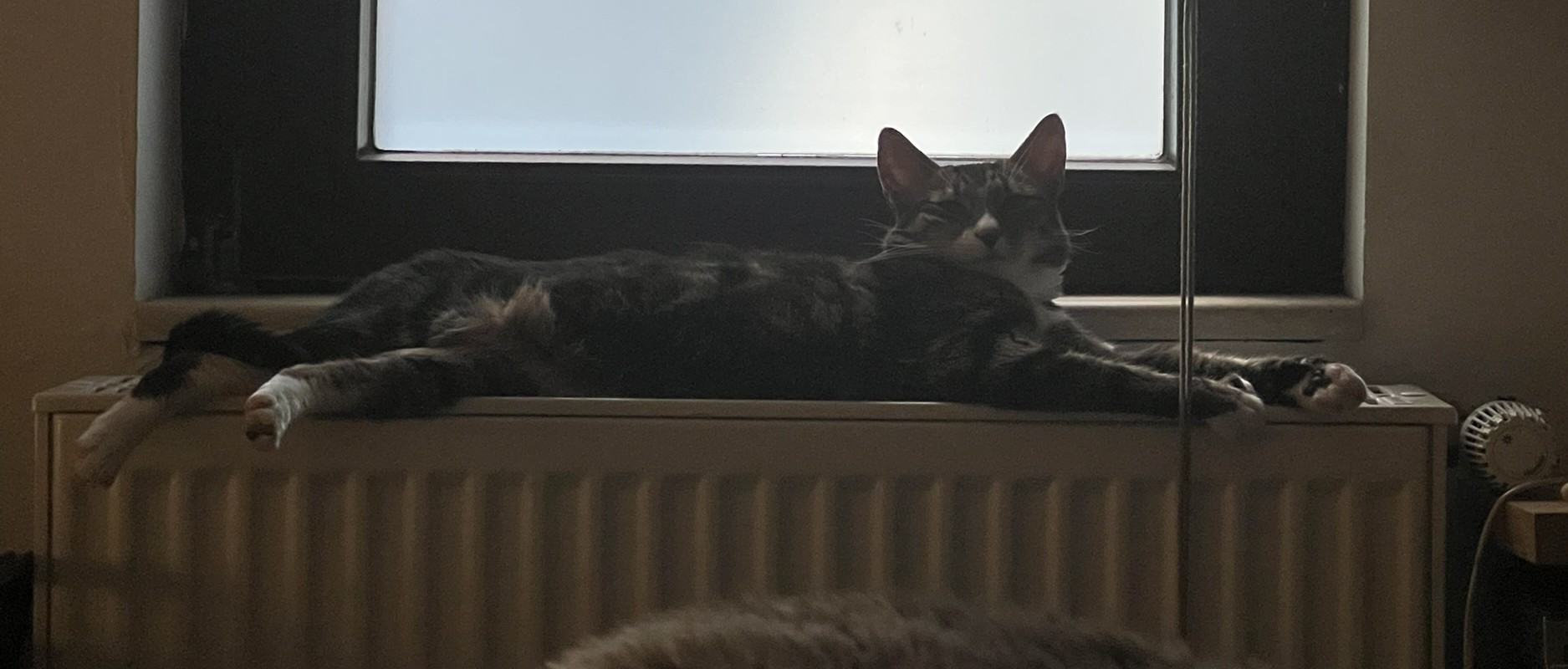 Rufio the cat lounges on the radiator